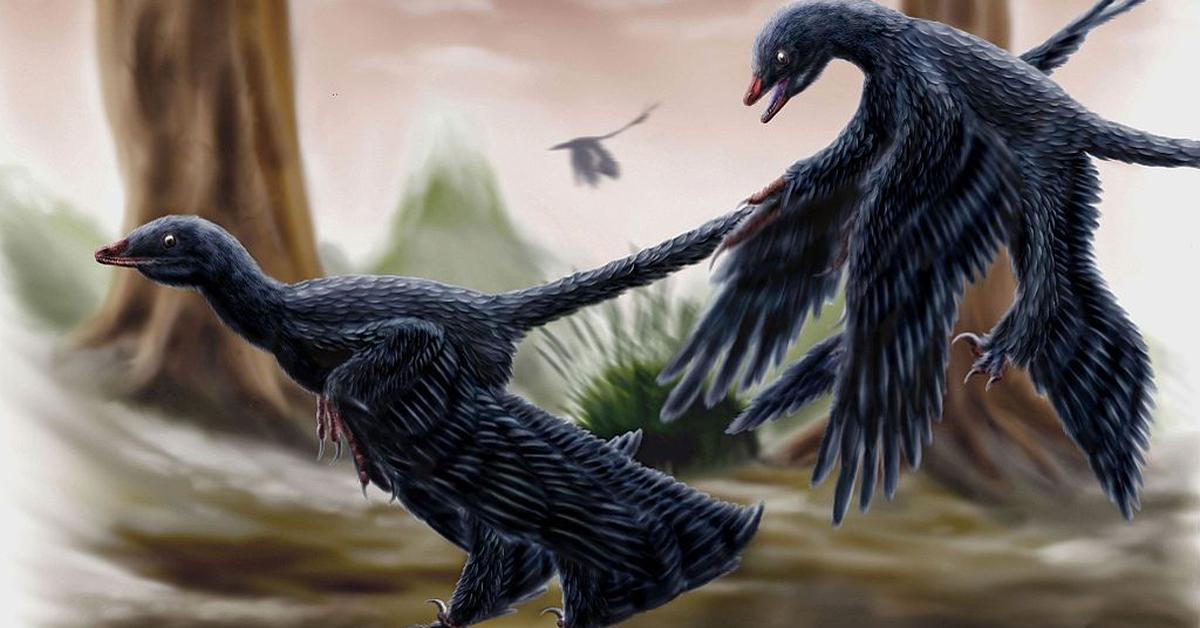 Captured moment of the Microraptor, in Indonesia known as Microraptor.