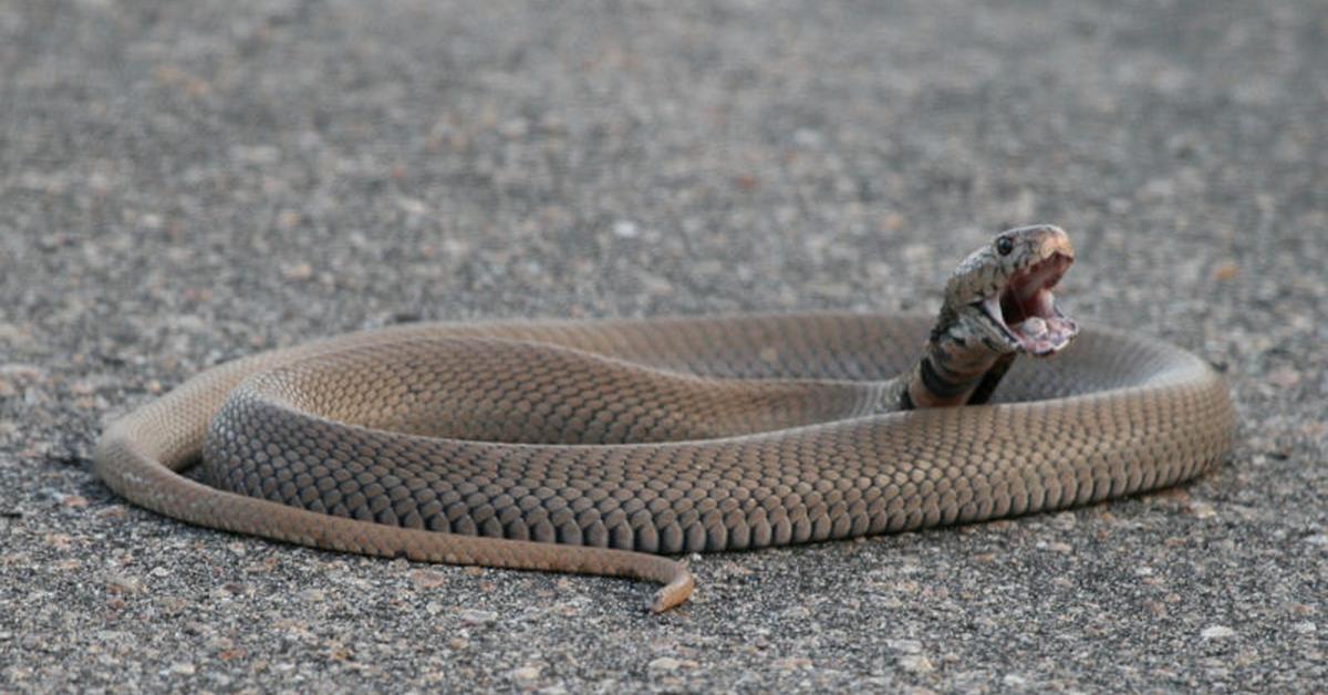 Visual representation of the Mozambique Spitting Cobra, recognized in Indonesia as Kobra Semprot Mozambik.