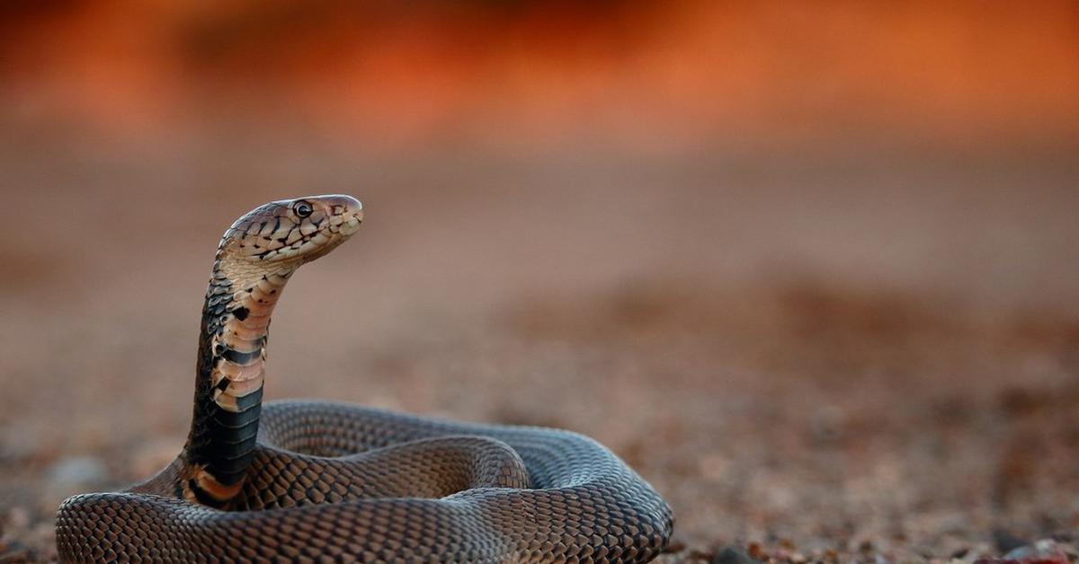 The Mozambique Spitting Cobra, a species known as Naja mossambica, in its natural splendor.