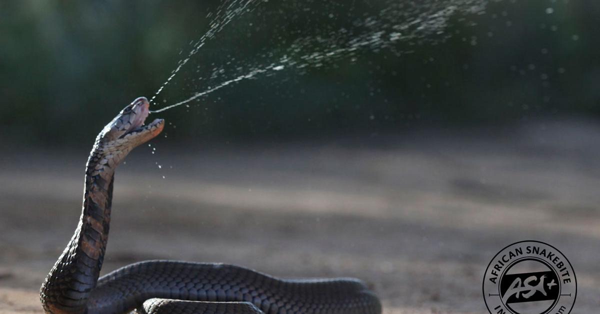 Visual representation of the Mozambique Spitting Cobra, recognized in Indonesia as Kobra Semprot Mozambik.