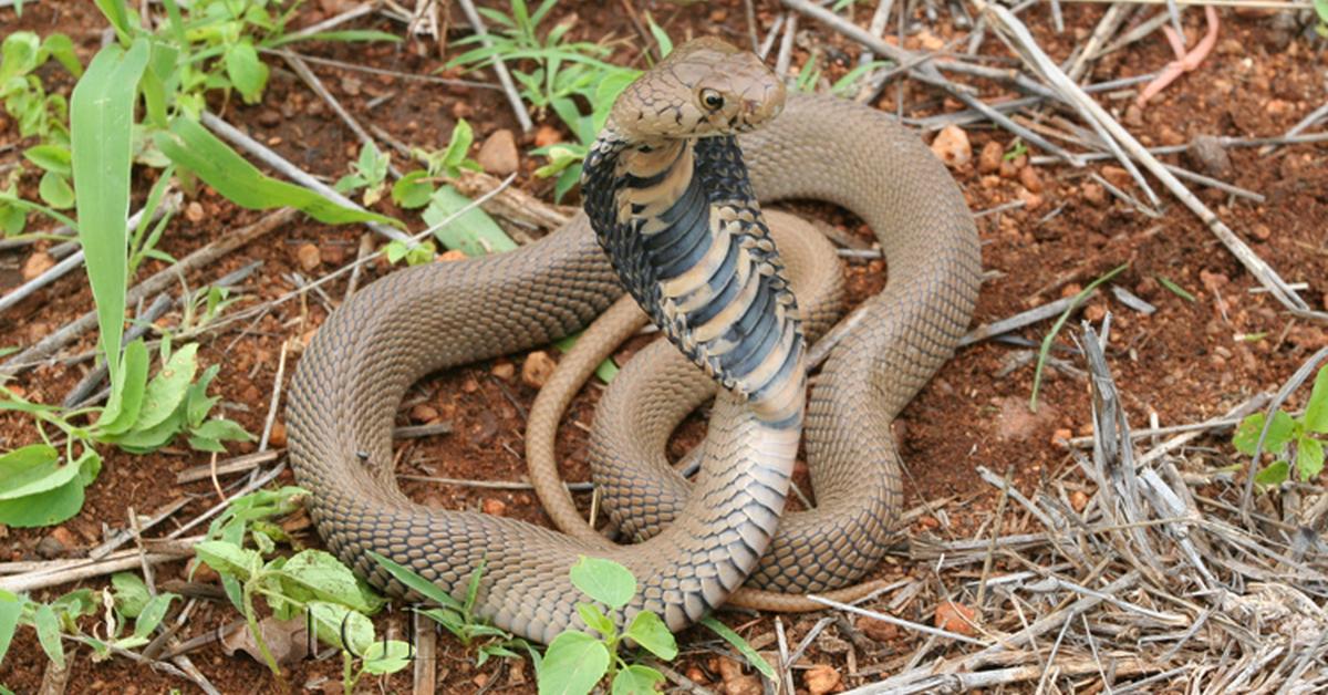 Visual of Mozambique Spitting Cobra, or Kobra Semprot Mozambik in Indonesian, showcasing its beauty.