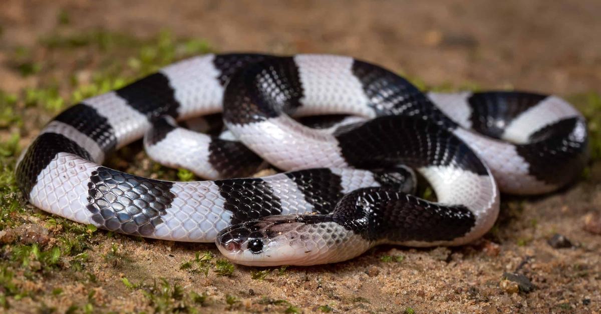 Stunning image of the Malayan Krait (Bungarus candidus), a wonder in the animal kingdom.