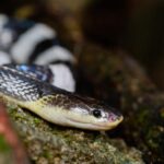 Photographic depiction of the unique Malayan Krait, locally called Ular Malaya.