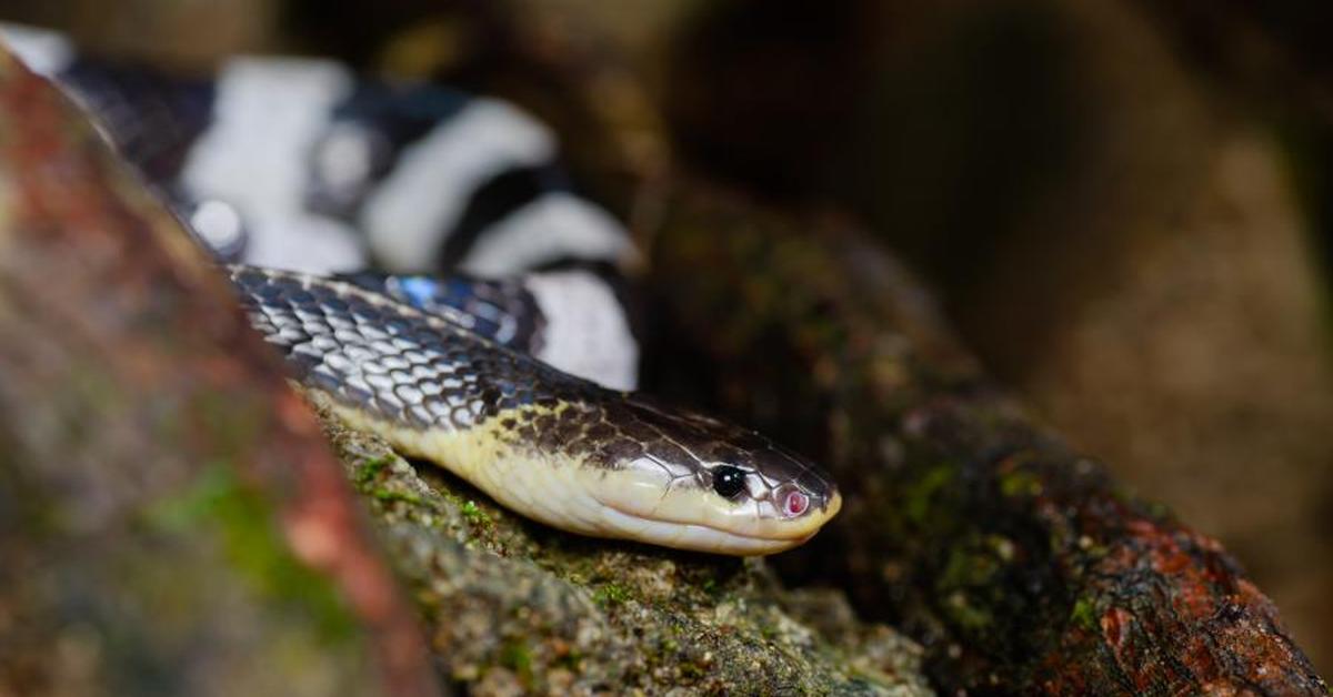 Photographic depiction of the unique Malayan Krait, locally called Ular Malaya.