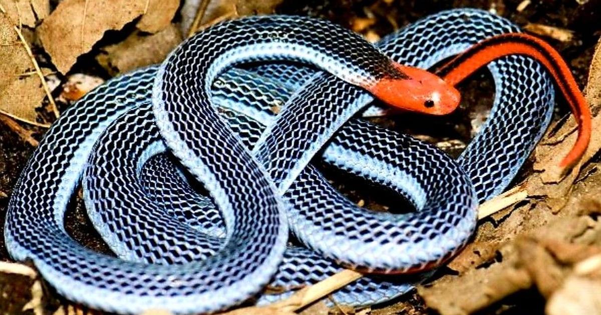 The Malayan Krait, a beautiful species also known as Ular Malaya in Bahasa Indonesia.