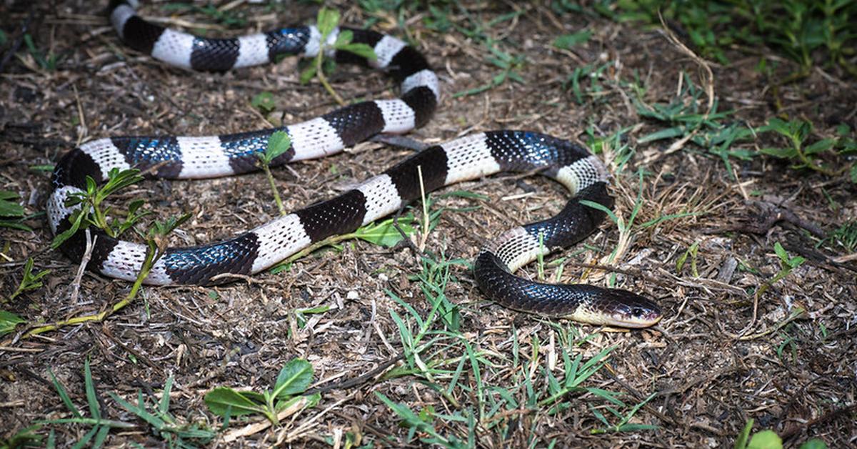 Exquisite image of Malayan Krait, in Indonesia known as Ular Malaya.