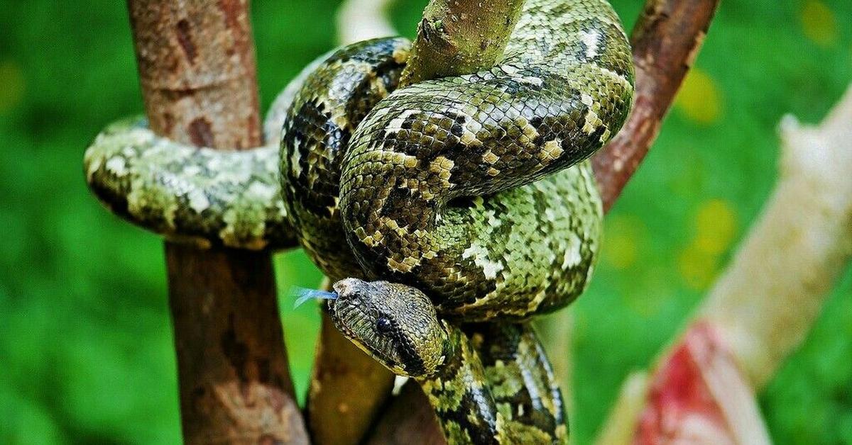 Striking appearance of the Madagascar Tree Boa, known in scientific circles as Sanzinia madagascariensis.