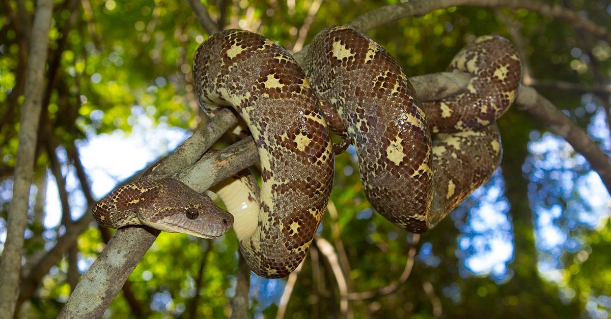 Dynamic image of the Madagascar Tree Boa, popularly known in Indonesia as Ular Pohon Madagaskar.