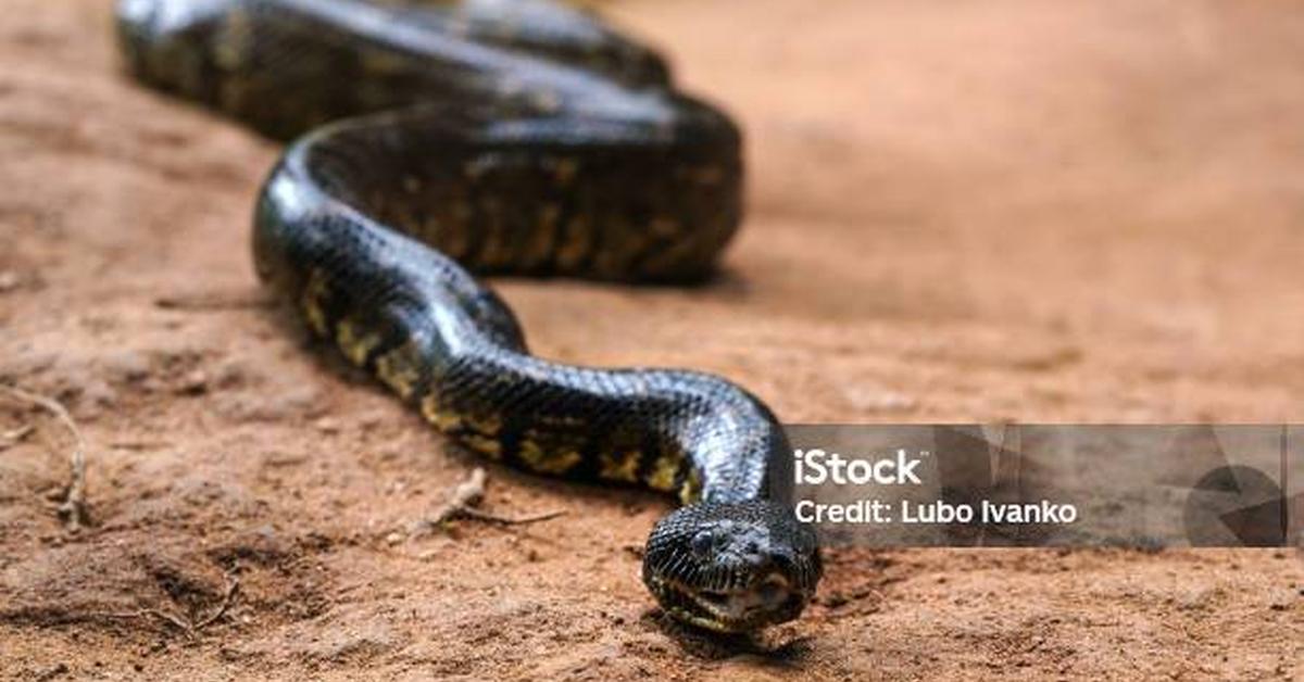 Captured moment of the Madagascar Tree Boa, in Indonesia known as Ular Pohon Madagaskar.