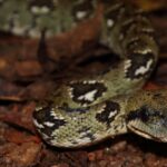 Dynamic image of the Madagascar Tree Boa, popularly known in Indonesia as Ular Pohon Madagaskar.