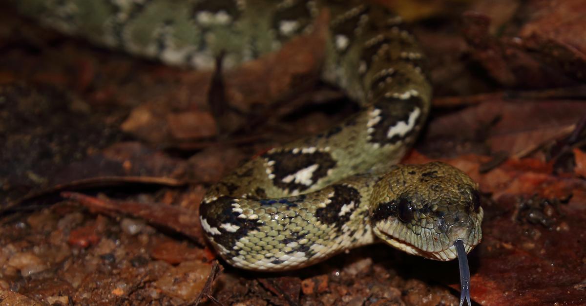 The fascinating Madagascar Tree Boa, scientifically known as Sanzinia madagascariensis.