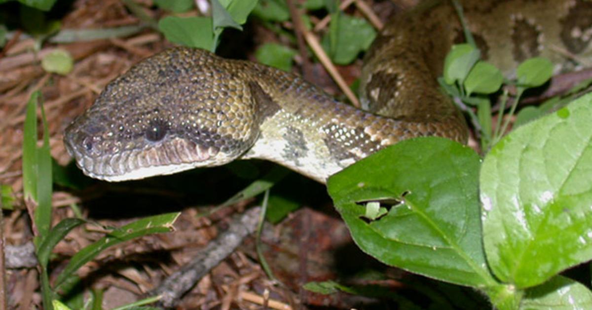 Iconic view of the Madagascar Tree Boa, or Sanzinia madagascariensis, in its habitat.