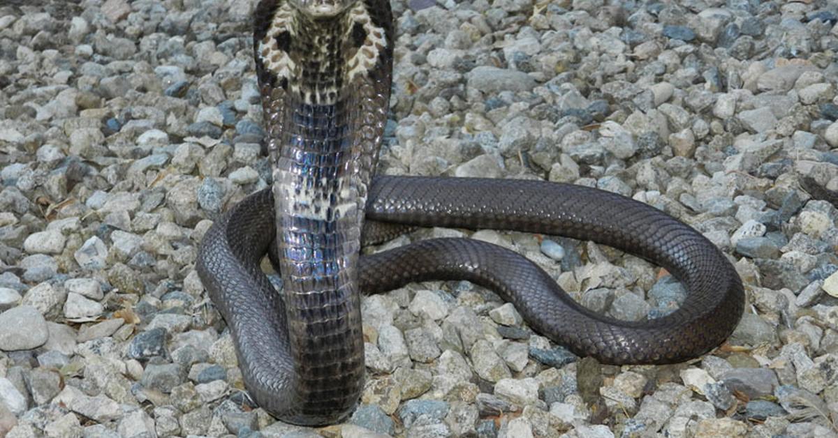 Picture of Monocled Cobra, known in Indonesia as Ular Kobra Monokel.