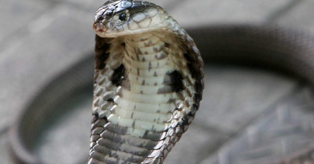 Splendid image of the Monocled Cobra, with the scientific name Naja kaouthia.