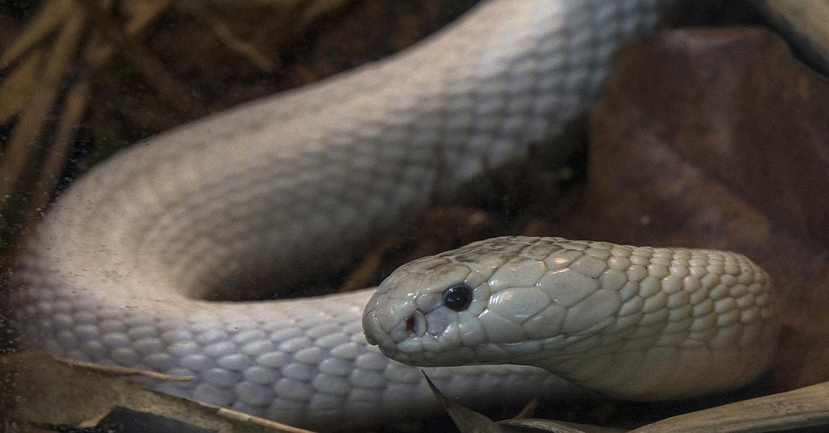 Iconic view of the Monocled Cobra, or Naja kaouthia, in its habitat.