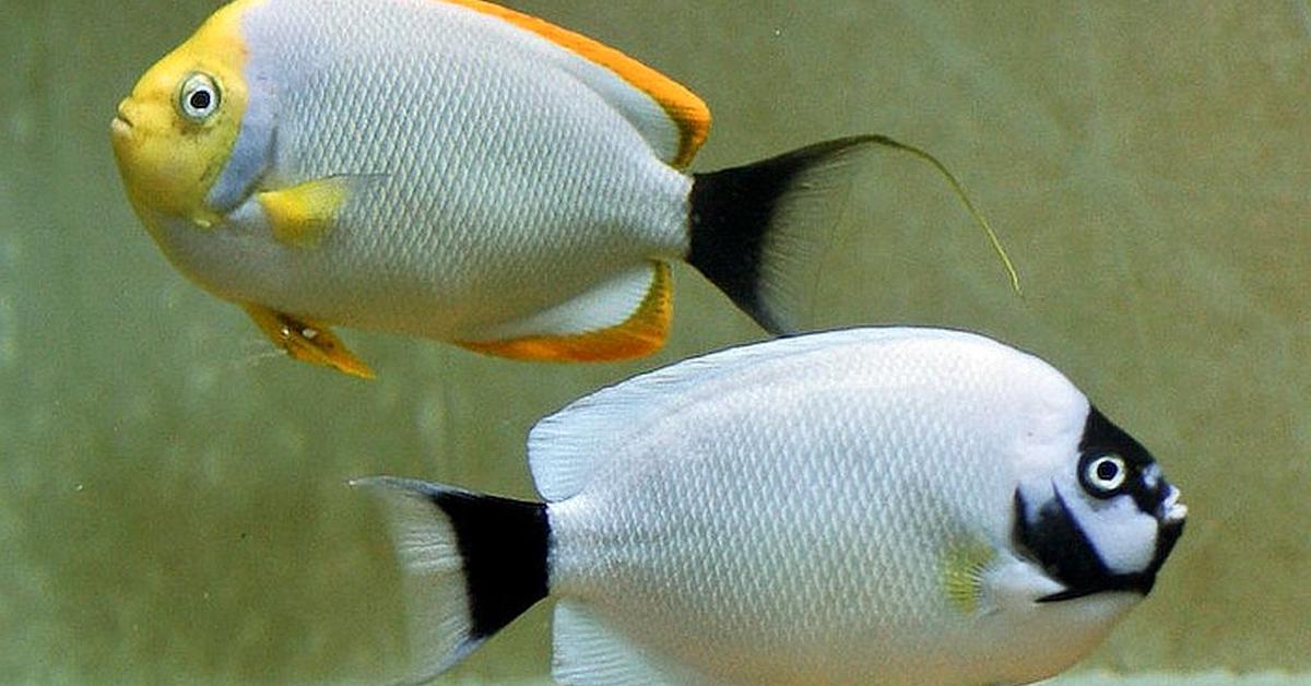 Visual representation of the Masked Angelfish, recognized in Indonesia as Ikan Angelfish Berwajah Tertutup.