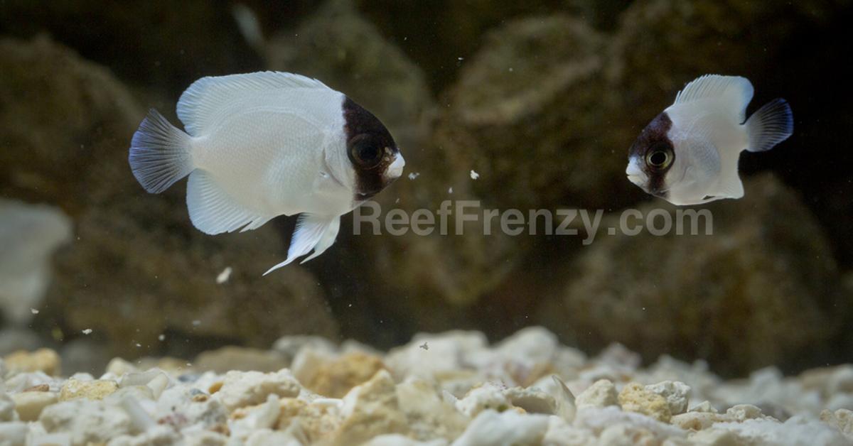 Splendid image of the Masked Angelfish, with the scientific name G. personatus.