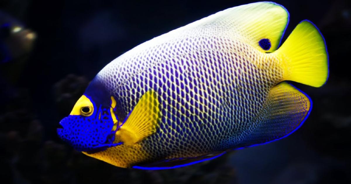 Captivating view of the Masked Angelfish, known in Bahasa Indonesia as Ikan Angelfish Berwajah Tertutup.