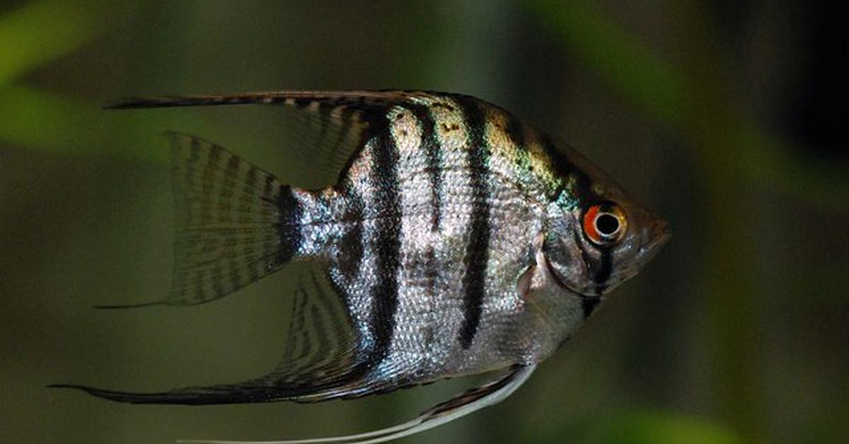 Iconic view of the Masked Angelfish, or G. personatus, in its habitat.