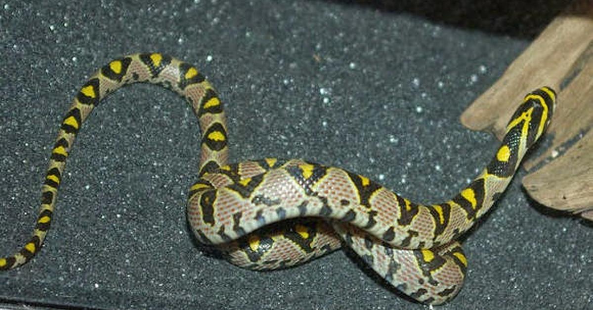 Charming view of the Mandarin Rat Snake, in Indonesia referred to as Ular Tikus Mandarin.