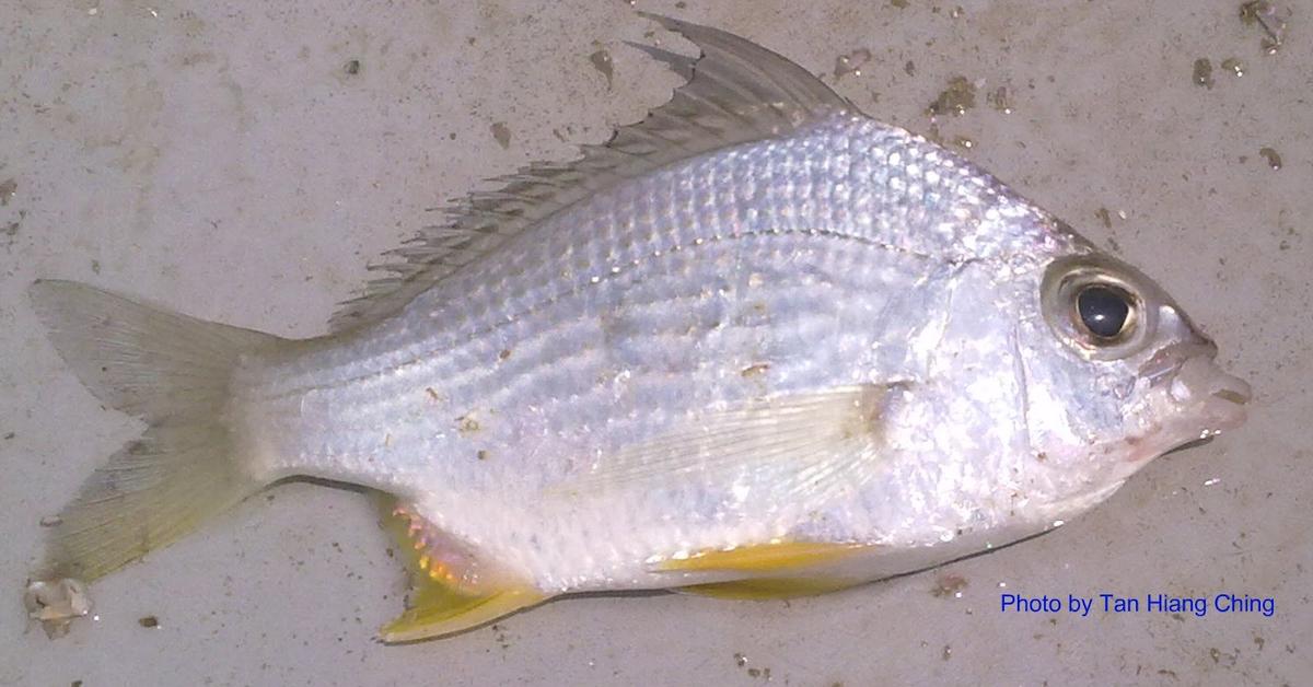 The elegant Mojarra (Gerreidae), a marvel of nature.