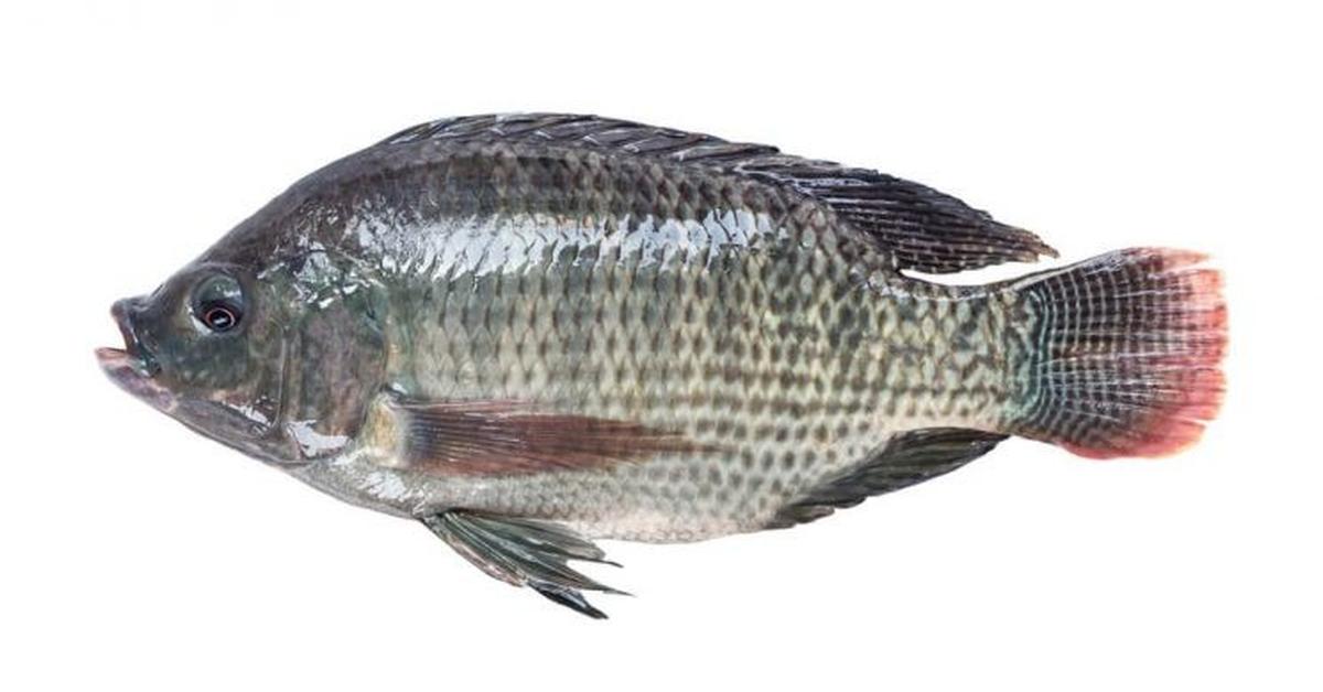 Photogenic Mojarra, scientifically referred to as Gerreidae.