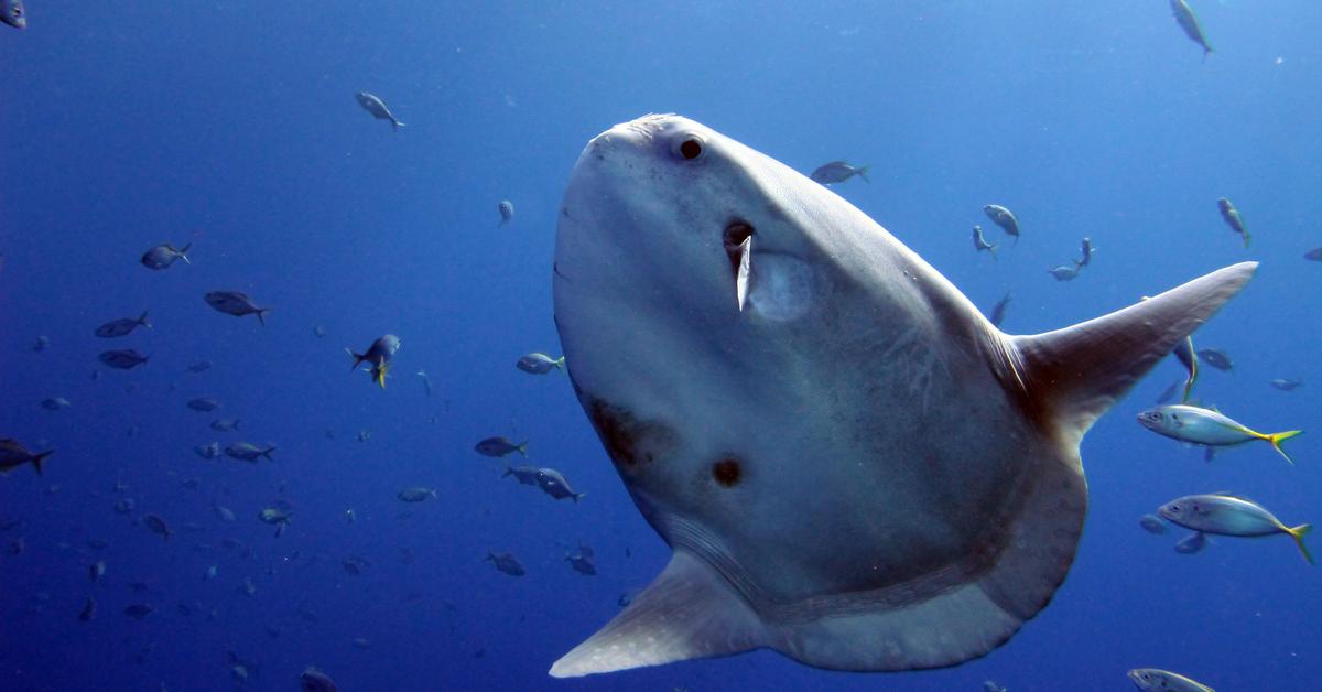 Striking appearance of the Mola Mola, known in scientific circles as Mola mola.