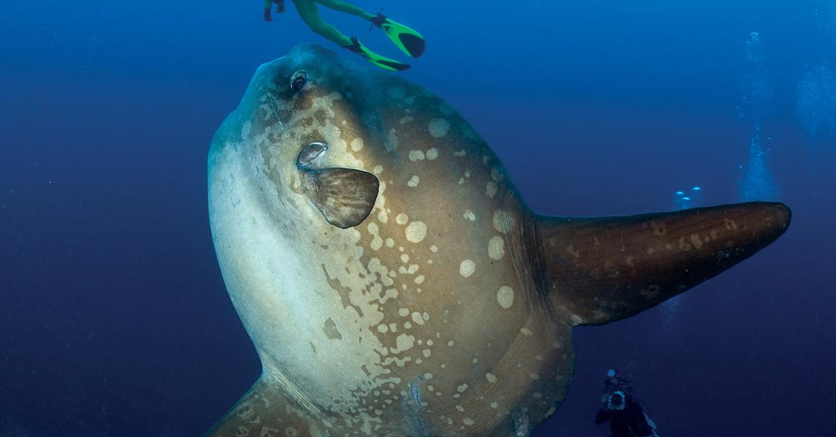 The elegant Mola Mola (Mola mola), a marvel of nature.