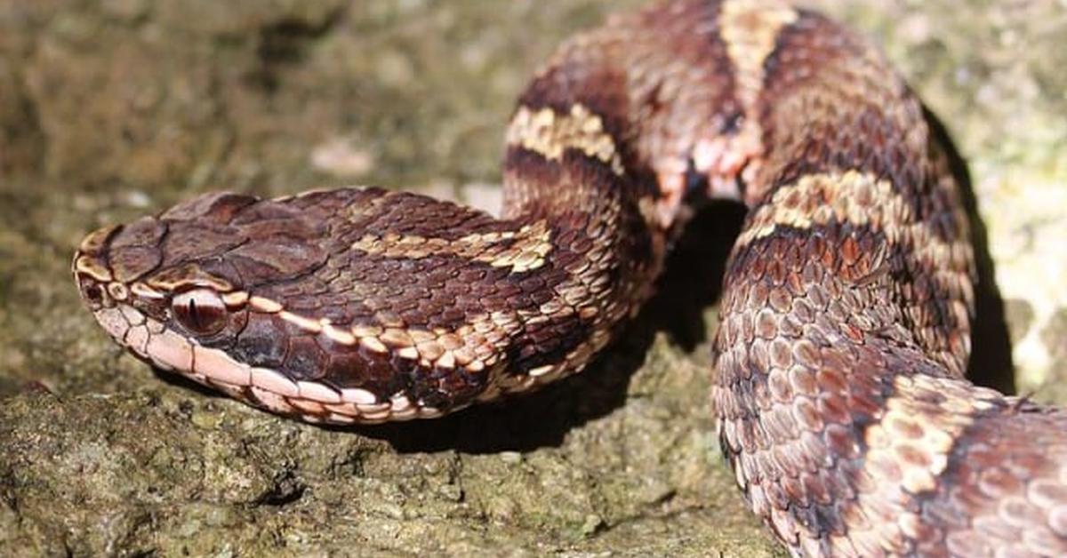 Captured beauty of the Mamushi Snake, or Gloydius blomhoffii in the scientific world.