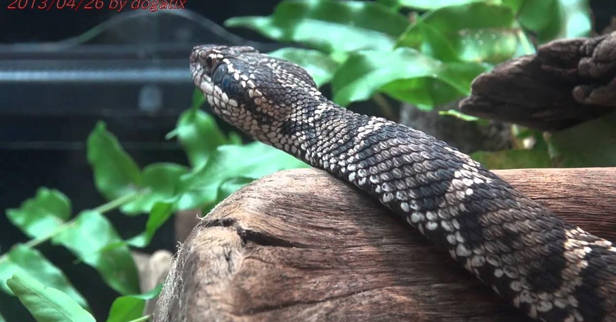 Photogenic Mamushi Snake, scientifically referred to as Gloydius blomhoffii.