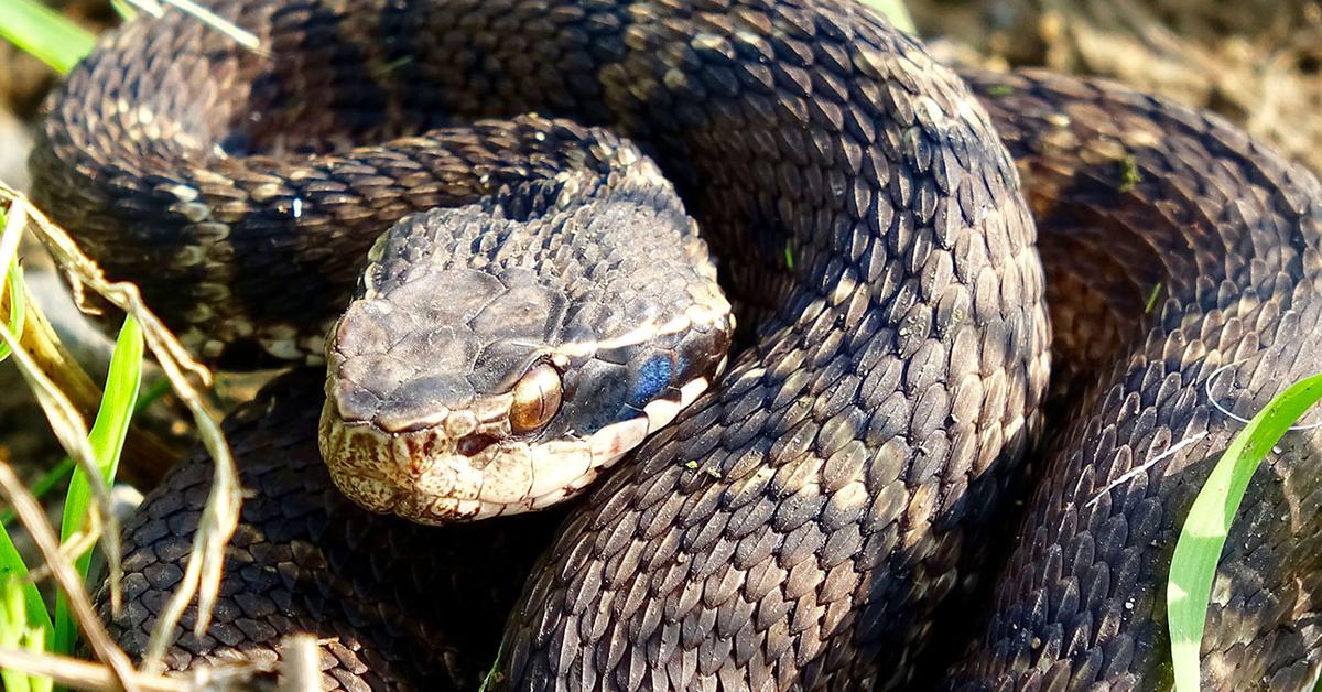 Striking appearance of the Mamushi Snake, known in scientific circles as Gloydius blomhoffii.