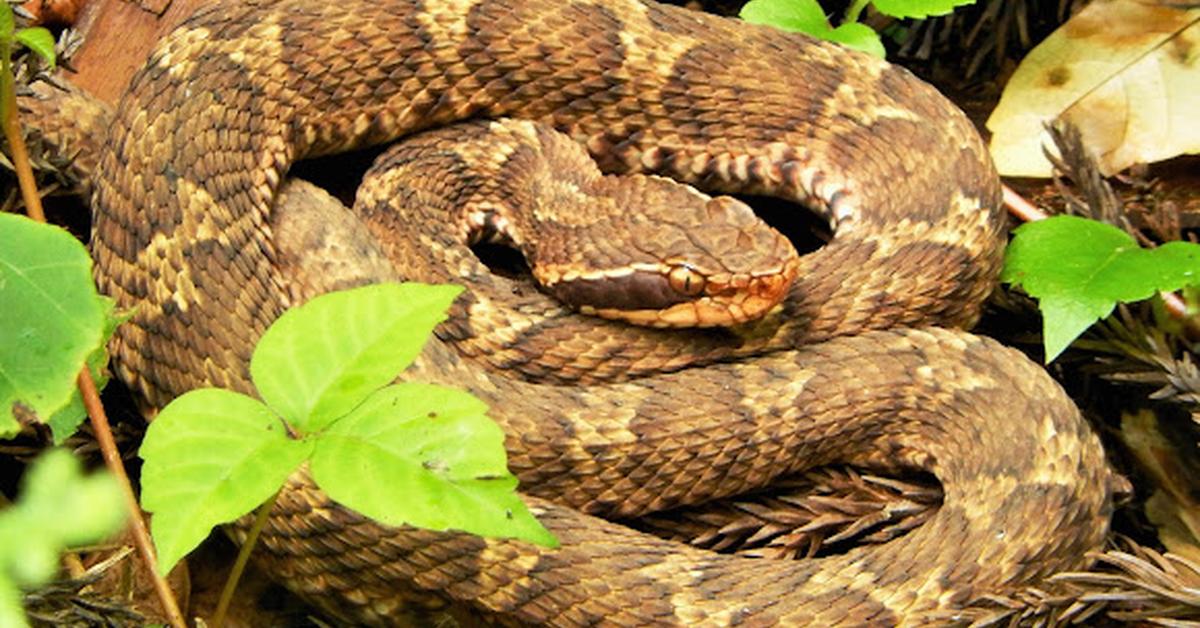 Portrait of a Mamushi Snake, a creature known scientifically as Gloydius blomhoffii.