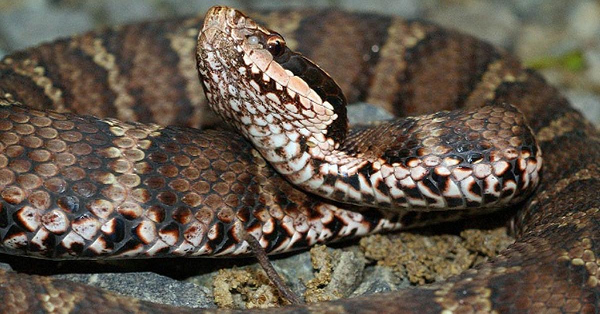 The fascinating Mamushi Snake, scientifically known as Gloydius blomhoffii.