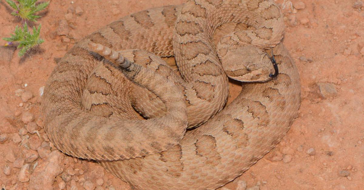 The fascinating Midget Faded Rattlesnake, scientifically known as Crotalus concolor.