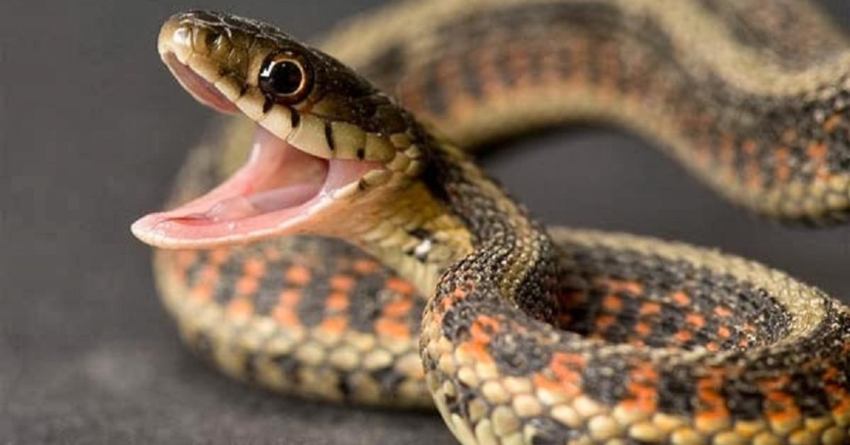 The fascinating Midget Faded Rattlesnake, scientifically known as Crotalus concolor.