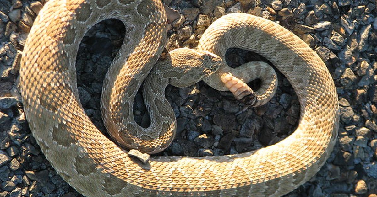 Captured elegance of the Midget Faded Rattlesnake, known in Indonesia as Ular Berbisa Kerdil Memudar.