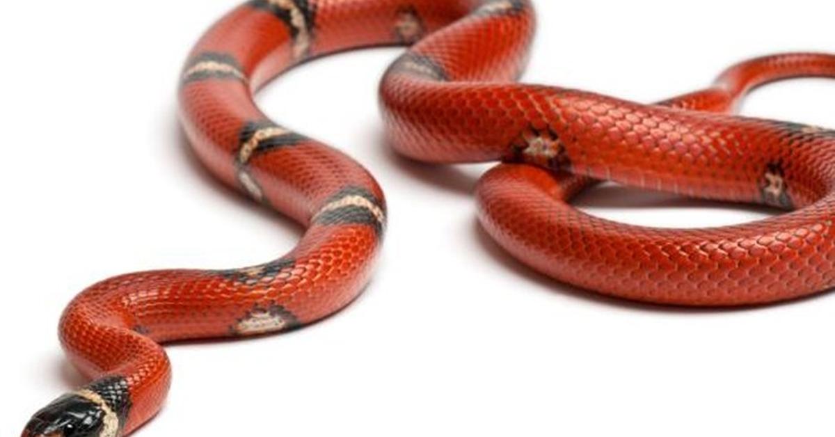 Elegant portrayal of the Midget Faded Rattlesnake, also known as Crotalus concolor.