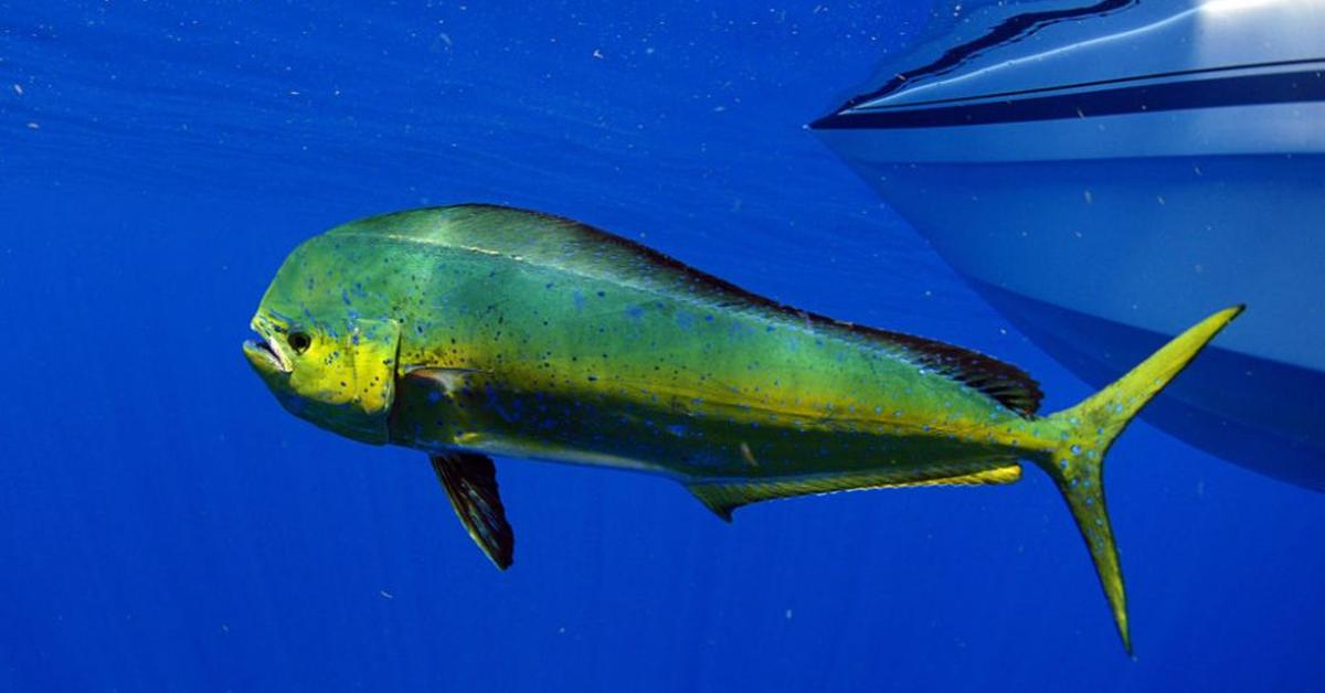 Captivating shot of the Mahi Mahi, or Ikan Mahi Mahi in Bahasa Indonesia.