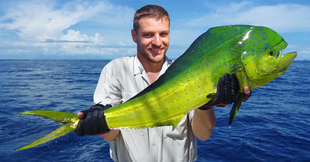 The Mahi Mahi, a species known as Coryphaena hippurus, in its natural splendor.