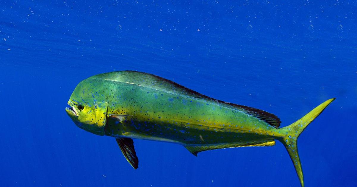 A beautiful representation of the Mahi Mahi, scientifically Coryphaena hippurus.