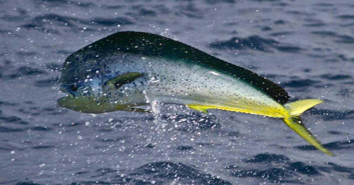 The elegant Mahi Mahi (Coryphaena hippurus), a marvel of nature.