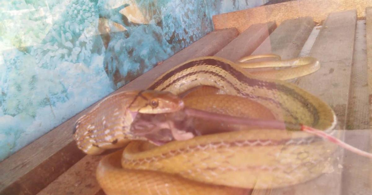 Insightful look at the Mole Snake, known to Indonesians as Ular Tikus.