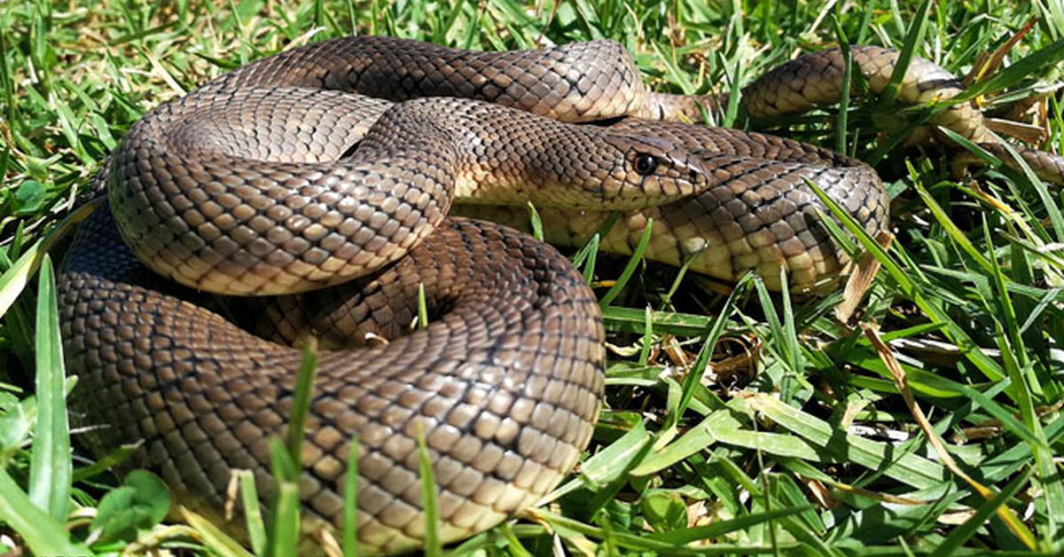 A look at the Mole Snake, also recognized as Ular Tikus in Indonesian culture.