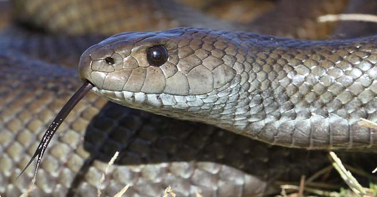 Stunning image of the Mole Snake (Pseudaspis cana), a wonder in the animal kingdom.