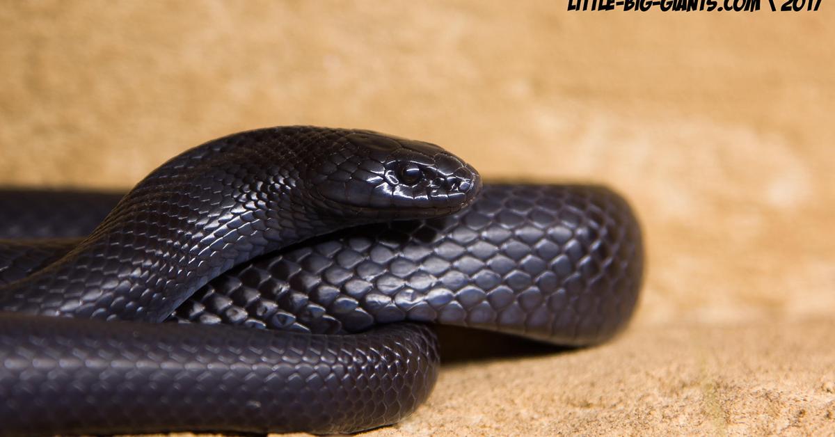 Charming view of the Mexican Black Kingsnake, in Indonesia referred to as Ular Raja Hitam Meksiko.