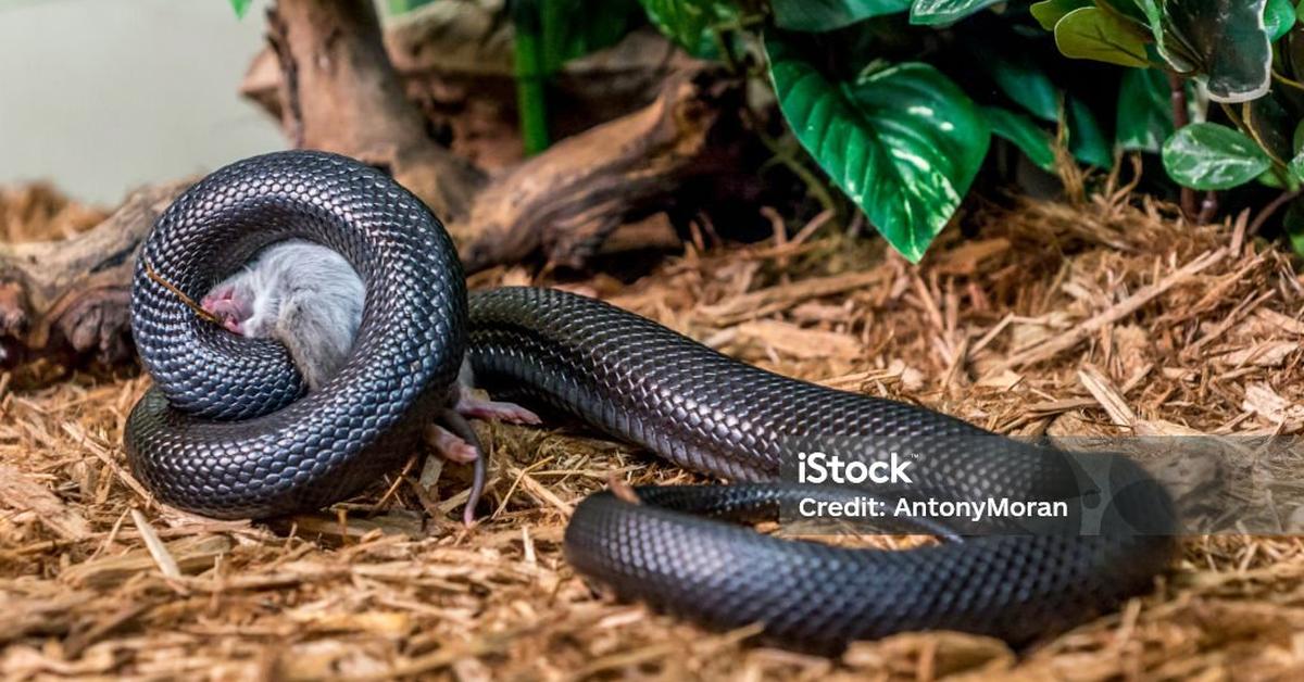 Visual representation of the Mexican Black Kingsnake, recognized in Indonesia as Ular Raja Hitam Meksiko.