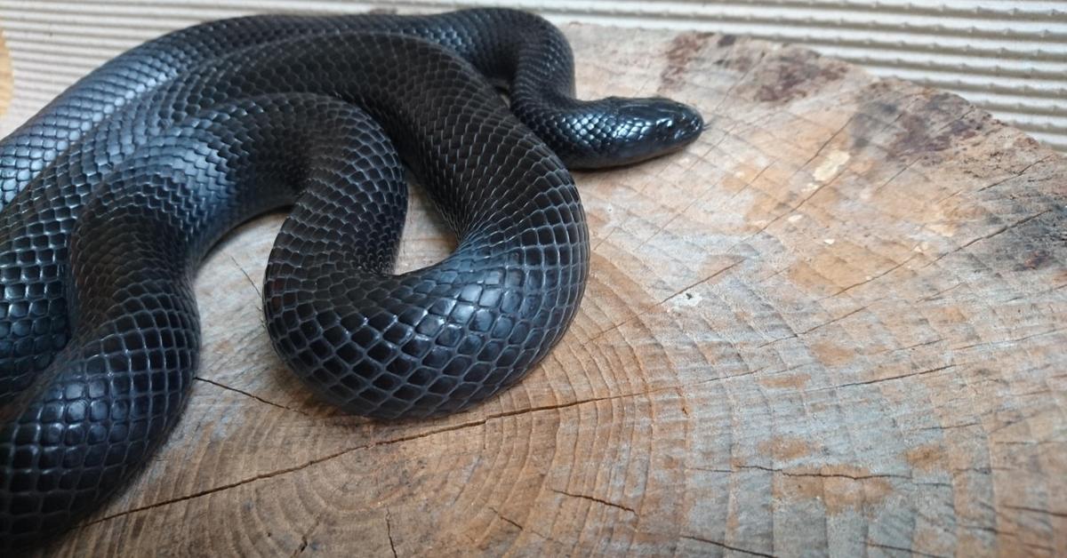 Captivating shot of the Mexican Black Kingsnake, or Ular Raja Hitam Meksiko in Bahasa Indonesia.