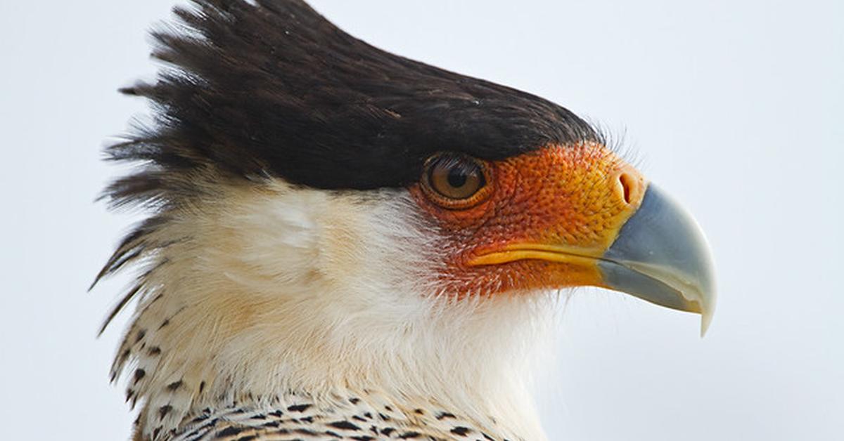 Exquisite image of Mexican Eagle, in Indonesia known as Elang Meksiko.