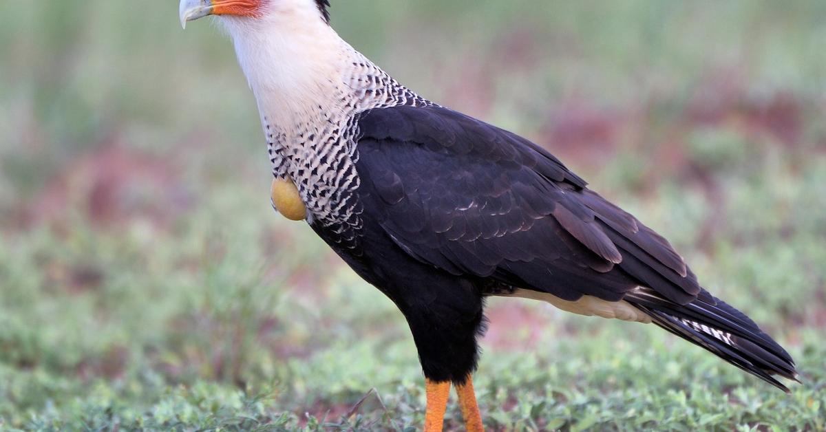 The fascinating Mexican Eagle, scientifically known as Caracara cheriway.