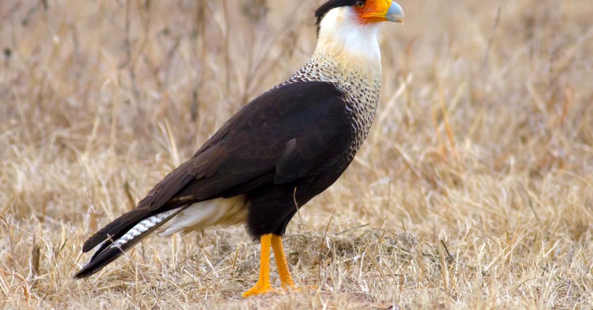 Captivating shot of the Mexican Eagle, or Elang Meksiko in Bahasa Indonesia.